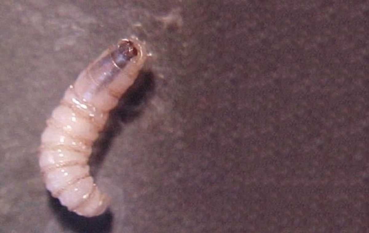 Confirman plaga de gusano barrenador en el 90% de las muestras analizadas